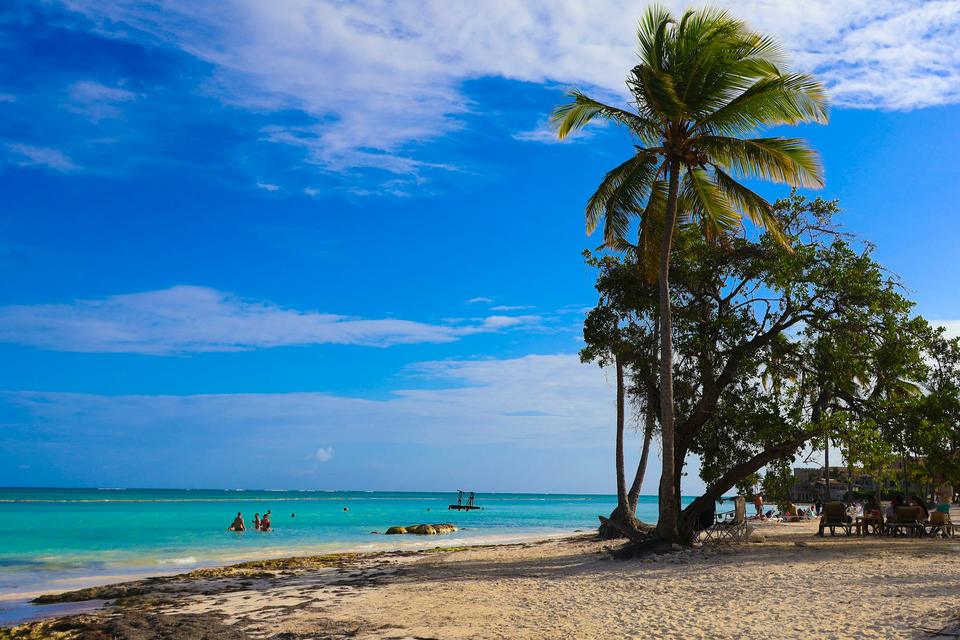 Palm trees on a beach in Punta Cana.